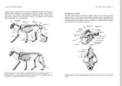 The Big Cats And Their Fossil Relatives - La Biblioteca del Naturalista