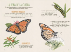 Veo Veo En Buenos Aires - La Naturaleza cerca - comprar online