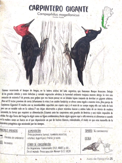 Aves de Patagonia en internet