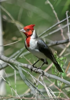 Libro: Aves Argentinas 30 especies emblemáticas de nuestro país on internet