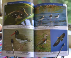 Aves Rioplatenses - comprar online