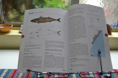 Libro: Peces Marinos de Argentina: Biología, distribución, pesca - La Biblioteca del Naturalista