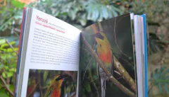 Aves de Misiones - buy online