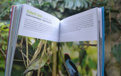 Aves de Misiones on internet