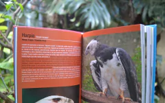 Aves de Misiones - online store