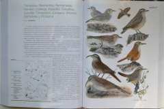 Manual Ilustrado Aves De la Patagonia – KOVACS on internet