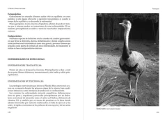 Libro: El Ñandú (Rhea americana) on internet