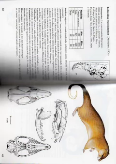 Los Marsupiales de la Argentina - ÚLTIMO EJEMPLAR en internet