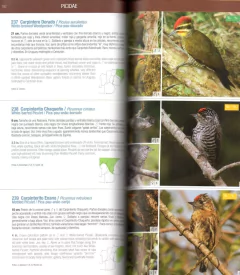 Libro: Aves de las Pampas - comprar online