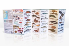 Bilingual Pocket Guide – Marine Fauna of Península Valdés & North Patagonian Coast on internet
