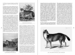 Historias de la Fauna Perdida - tienda online