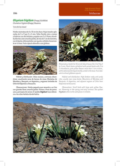 Flores de Alta Montaña de los Andes Patagónicos on internet