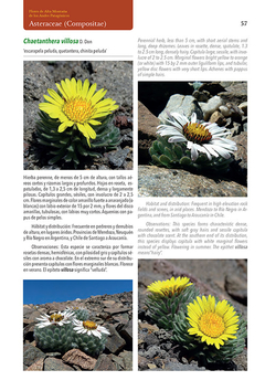 Flores de Alta Montaña de los Andes Patagónicos - La Biblioteca del Naturalista