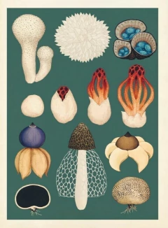 FUNGARIUM - La Biblioteca del Naturalista
