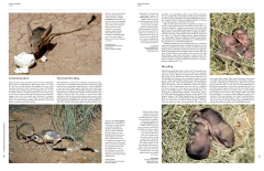 Handbook of the Mammals of the World - Vol. 7: Rodents II (en Inglés) on internet