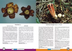 Imagen de Hongos de los Bosques Andino-Patagónicos