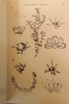 FLORA ILUSTRADA DE LA PROVINCIA DE TUCUMAN - buy online