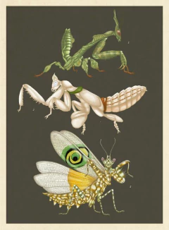 INSECTARIUM - La Biblioteca del Naturalista