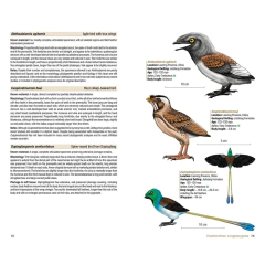 BIRDS OF THE MESOZOIC - AN ILLUSTRATED FIELD GUIDE - La Biblioteca del Naturalista