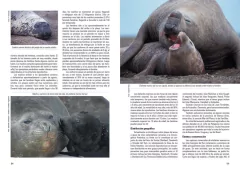 Mamíferos Marinos de Patagonia y Antártida en internet