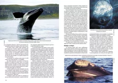 Mamíferos Marinos de Patagonia y Antártida - La Biblioteca del Naturalista