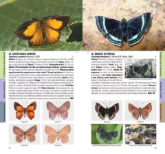 MARIPOSAS de la Ciudad de Buenos Aires y alrededores - La Biblioteca del Naturalista