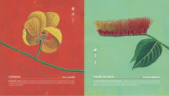 Nativas, Flores Argentinas - comprar online
