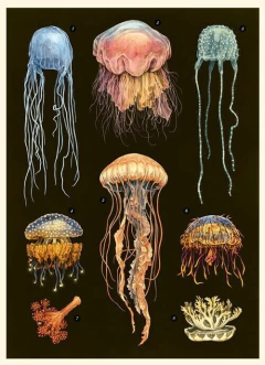 OCEANARIUM - tienda online
