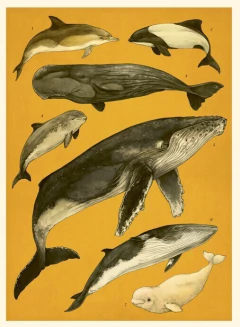 Imagen de OCEANARIUM