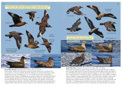 OCEANIC BIRDS OF THE WORLD - A photo guide (Inglés) en internet
