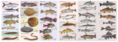 Libro: Peces de lagos y ríos argentinos - Guia de bolsillo en internet