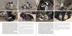 PINGÜINO DE MAGALLANES: Embajador de la Patagonia - buy online