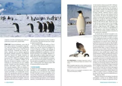 Pingüinos: Historia Natural y Conservación - tienda online