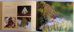 MARIPOSAS SOLARES Y LUNARES DE LA ARGENTINA on internet