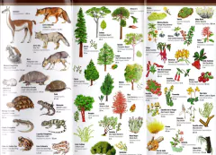 PATAGONIA Flora y Fauna - Guía de Bolsillo - La Biblioteca del Naturalista
