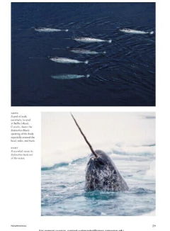 Sea Mammals: The Past and Present Lives of our Oceans’ Cornerstone Species (en Inglés) - tienda online