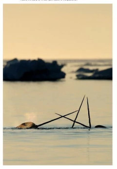 Imagen de Sea Mammals: The Past and Present Lives of our Oceans’ Cornerstone Species (en Inglés)
