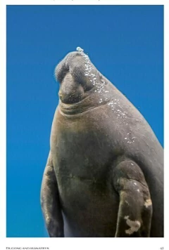 Sea Mammals: The Past and Present Lives of our Oceans’ Cornerstone Species (en Inglés) - comprar online