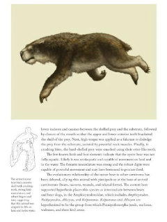 Sea Mammals: The Past and Present Lives of our Oceans’ Cornerstone Species (en Inglés) - tienda online