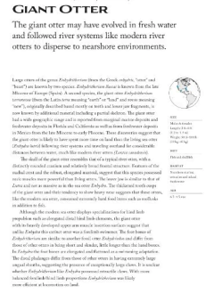 Imagen de Sea Mammals: The Past and Present Lives of our Oceans’ Cornerstone Species (en Inglés)
