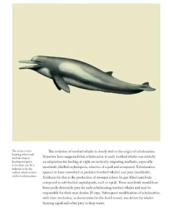 Sea Mammals: The Past and Present Lives of our Oceans’ Cornerstone Species (en Inglés) en internet