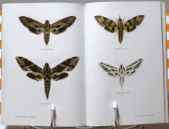 Sphingidae: Esfíngidos de Argentina (ULTIMO EJEMPLAR) en internet