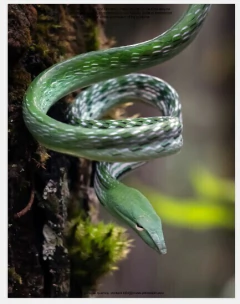 The Lives of Snakes: A Natural History of the World's Snakes (en Inglés) - comprar online