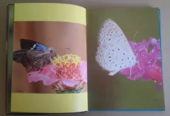 Image of Misiones - Mariposas