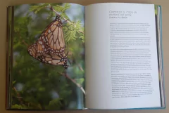 Misiones - Mariposas