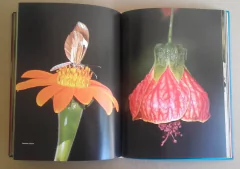 Misiones - Mariposas - online store