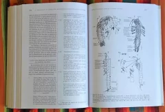 Macroinvertebrados Bentónicos Sudamericanos - online store