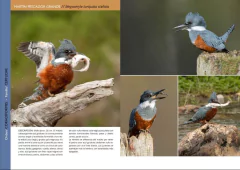 Libro: Aves de Tierra del Fuego. Isla Grande e Islas adyacentes en internet