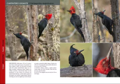 Libro: Aves de Tierra del Fuego. Isla Grande e Islas adyacentes - comprar online