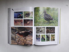 AVES DE ARGENTINA - Tesoro Natural (Libro Homenaje a Tito Narosky) (Tapa Dura) - tienda online